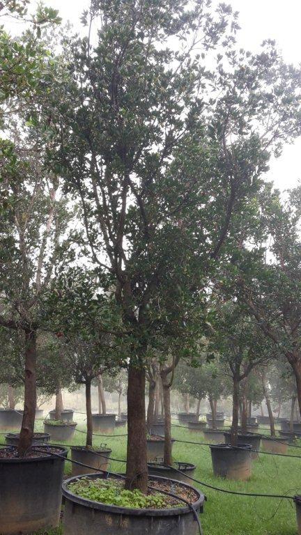 Arbutus Unedo (Arbousier) 350/400  bassin d'arcachon